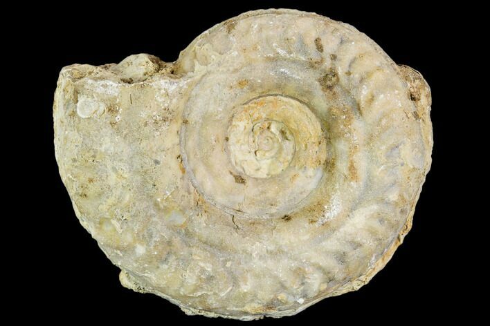 Fossil Ammonite (Hildoceras)- England #110828